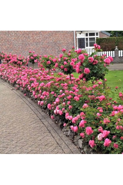 Троянда Леонардо да Вінчі на штамбі - використання в ландшафтному дизайні